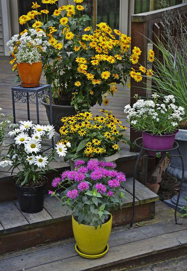 best-flowers-for-container-gardening-17_13 Най-добрите цветя за контейнер градинарство