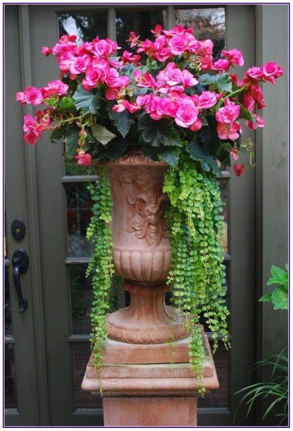 best-flowers-for-container-gardening-17_14 Най-добрите цветя за контейнер градинарство