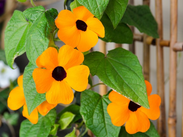 best-flowers-for-container-gardening-17_3 Най-добрите цветя за контейнер градинарство