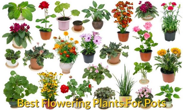 best-flowers-for-container-gardening-17_5 Най-добрите цветя за контейнер градинарство