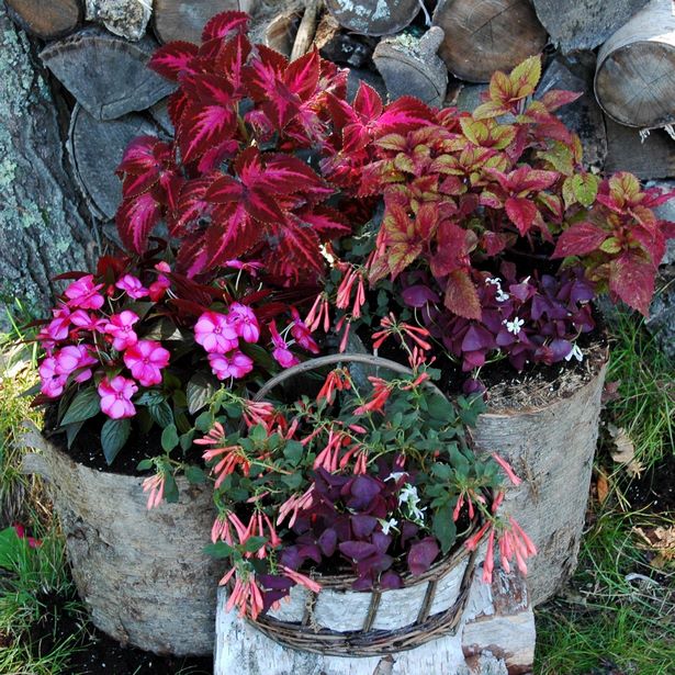 best-flowers-for-container-gardening-17_6 Най-добрите цветя за контейнер градинарство