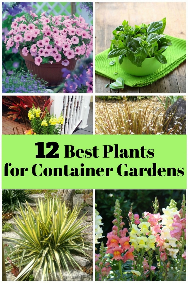 best-plants-for-planters-11_14 Най-добрите растения за саксии