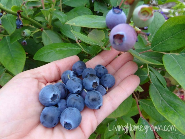 blueberry-plants-in-pots-34_11 Боровинки растения в саксии