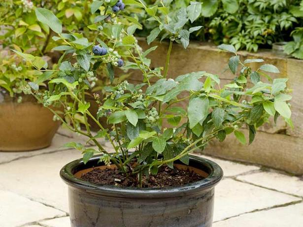 blueberry-plants-in-pots-34_12 Боровинки растения в саксии