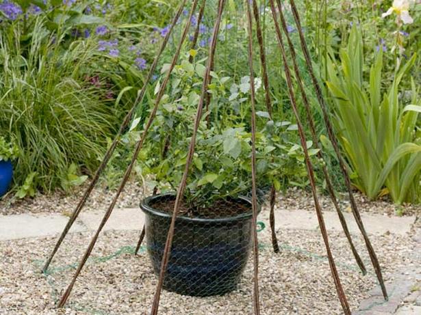 blueberry-plants-in-pots-34_13 Боровинки растения в саксии