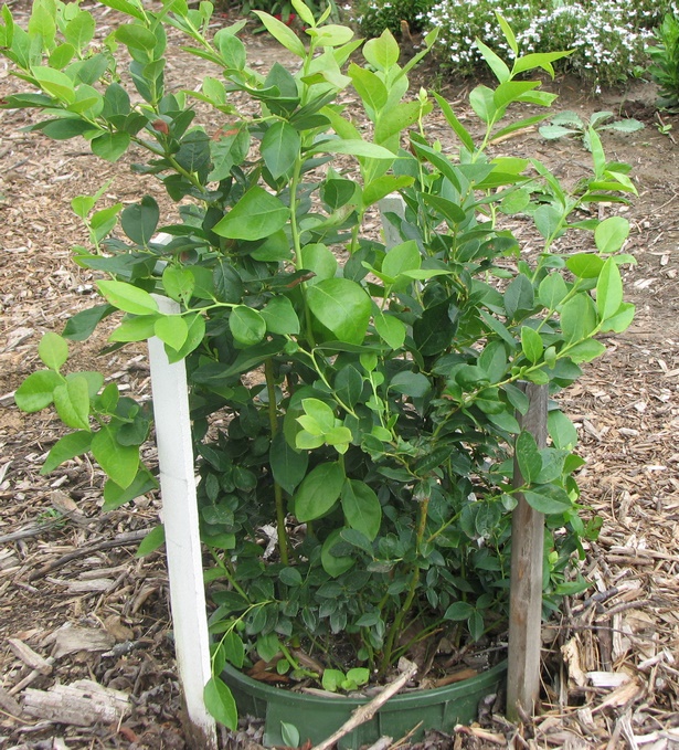 blueberry-plants-in-pots-34_14 Боровинки растения в саксии