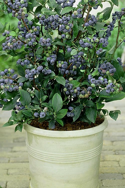 blueberry-plants-in-pots-34_16 Боровинки растения в саксии