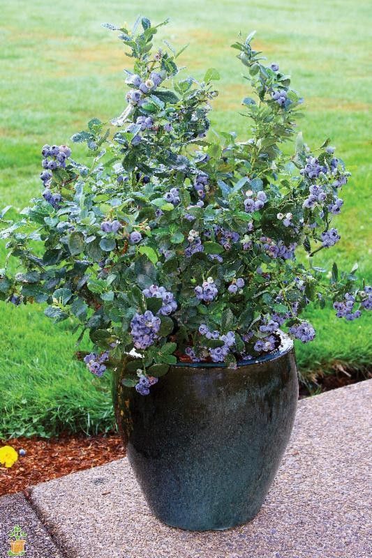 blueberry-plants-in-pots-34_17 Боровинки растения в саксии