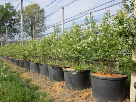 blueberry-plants-in-pots-34_18 Боровинки растения в саксии