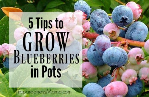 blueberry-plants-in-pots-34_2 Боровинки растения в саксии