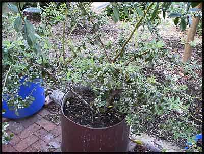blueberry-plants-in-pots-34_3 Боровинки растения в саксии