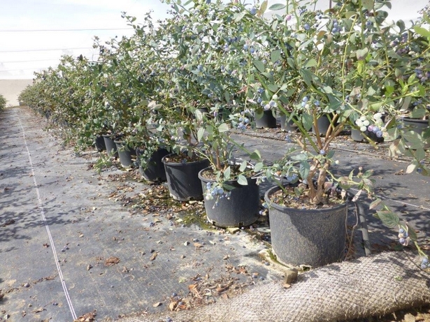 blueberry-plants-in-pots-34_4 Боровинки растения в саксии