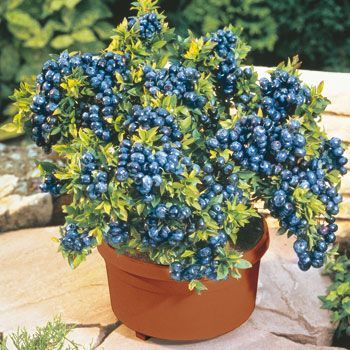 blueberry-plants-in-pots-34_5 Боровинки растения в саксии
