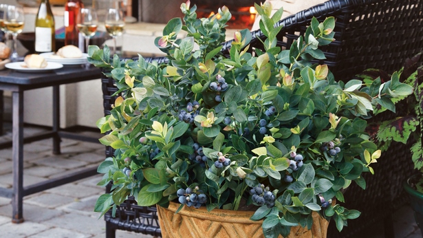 blueberry-plants-in-pots-34_6 Боровинки растения в саксии