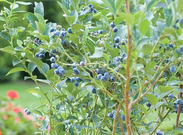 blueberry-plants-in-pots-34_8 Боровинки растения в саксии