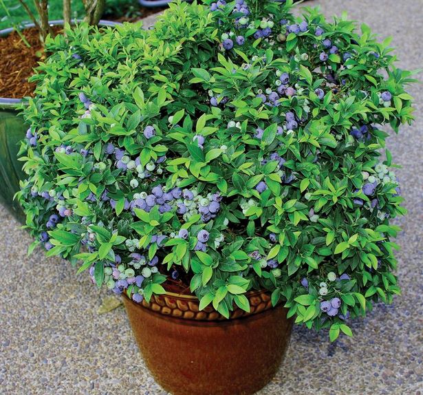 blueberry-plants-in-pots-34_9 Боровинки растения в саксии