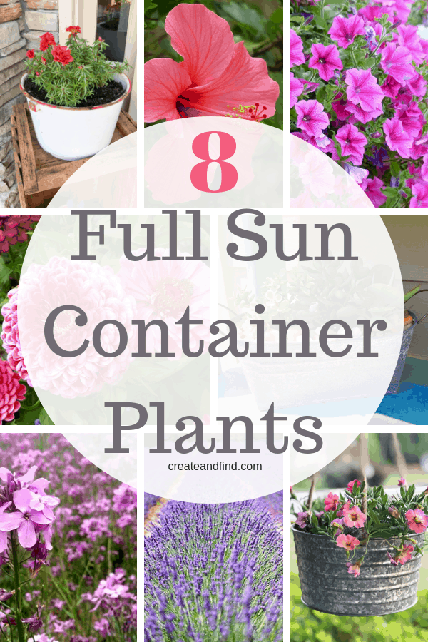 container-plant-ideas-for-full-sun-58_2 Контейнерни растителни идеи за пълно слънце