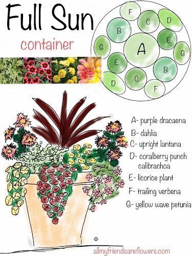 container-plant-ideas-for-full-sun-58_5 Контейнерни растителни идеи за пълно слънце
