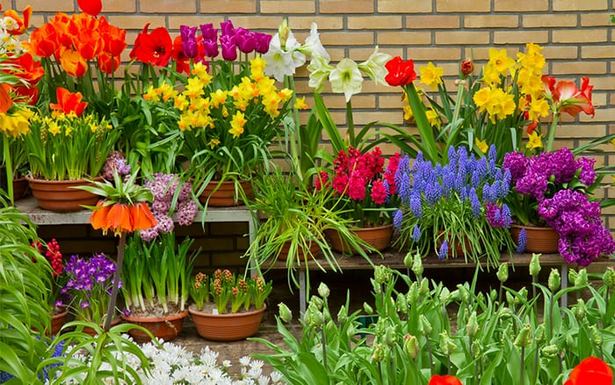 container-planting-ideas-for-spring-76_15 Идеи за засаждане на контейнери за пролетта