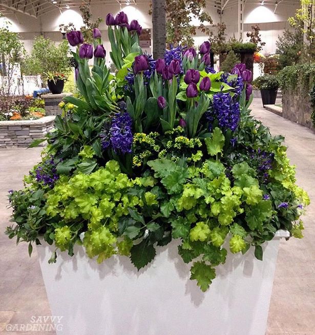 container-planting-ideas-for-spring-76_16 Идеи за засаждане на контейнери за пролетта