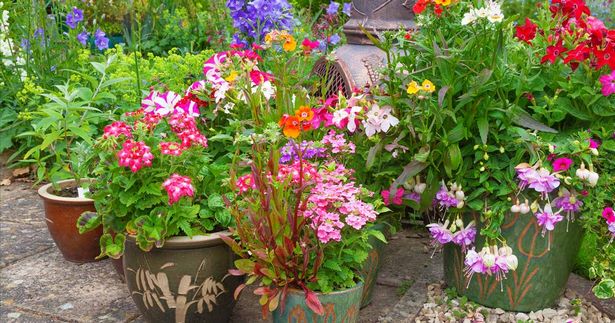 containers-for-garden-plants-98_3 Контейнери за градински растения