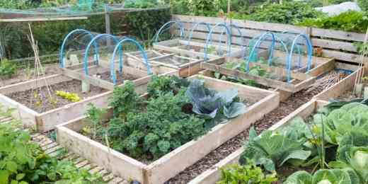 elevated-vegetable-beds-40_6 Повишени зеленчукови лехи
