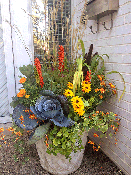 fall-flowers-for-pots-84 Есенни цветя за саксии