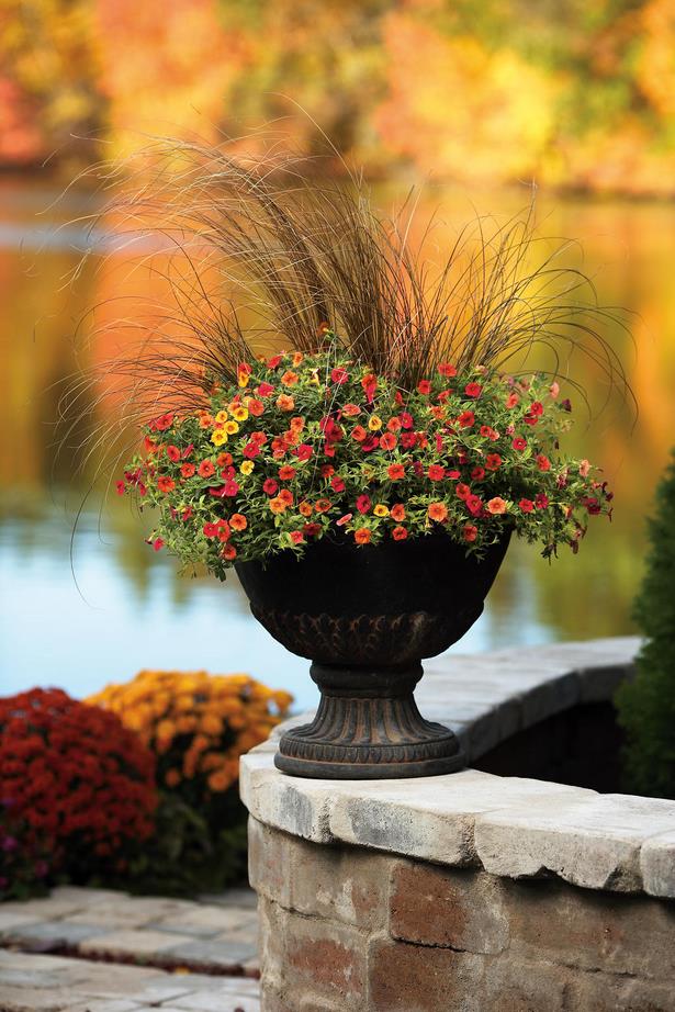 fall-flowers-for-pots-84_14 Есенни цветя за саксии
