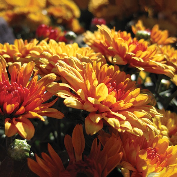 fall-flowers-for-pots-84_2 Есенни цветя за саксии