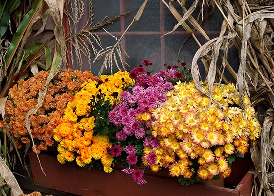 fall-flowers-for-pots-84_3 Есенни цветя за саксии