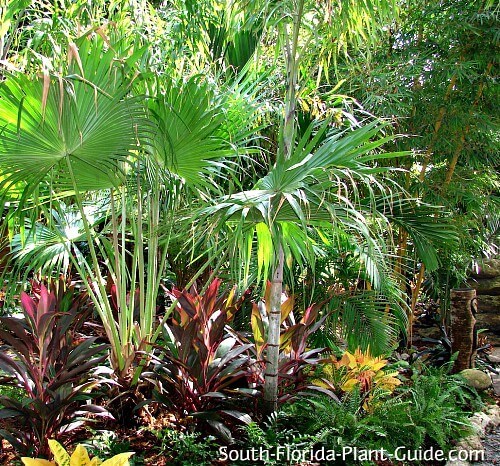 florida-garden-ideas-12_6 Идеи за градината във Флорида