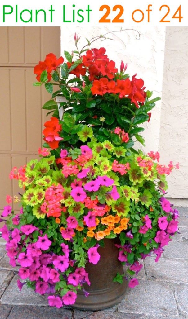 flower-container-ideas-for-sun-46_12 Идеи за цветни контейнери за слънце
