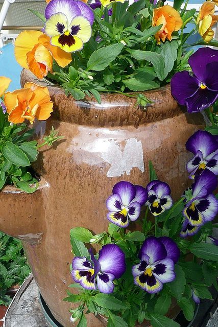 flower-garden-in-a-pot-71_11 Цветна градина в саксия