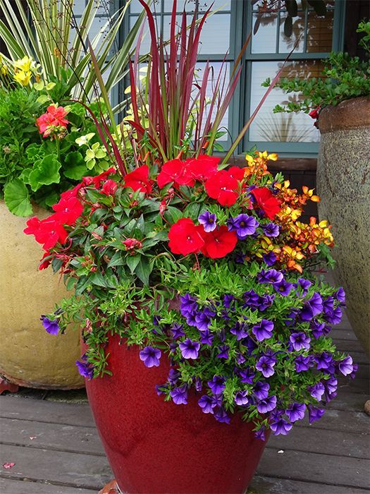 flower-ideas-for-large-pots-99_13 Цветни идеи за големи саксии