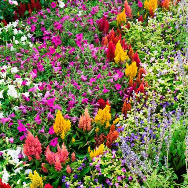 flower-planter-ideas-for-sun-28_14 Идеи за цветя за слънце