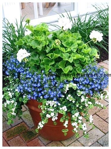 flower-pot-planting-design-ideas-75_10 Идеи за дизайн на саксия за цветя