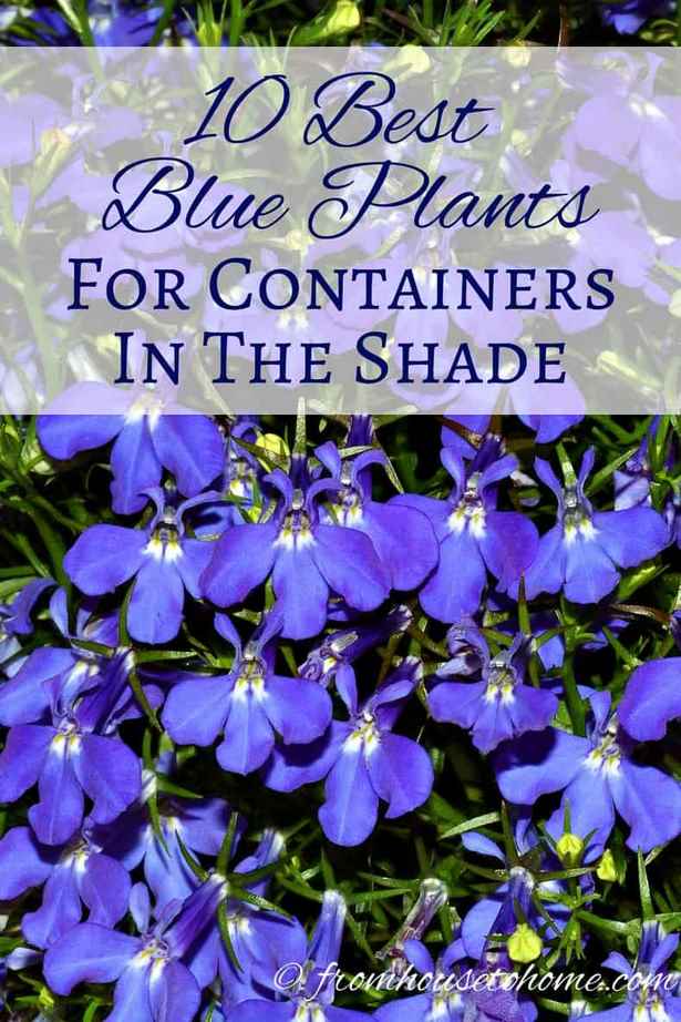 flowering-container-plants-53 Цъфтящи контейнерни растения