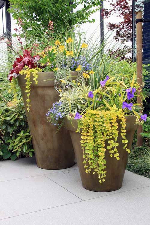 flowering-container-plants-53_15 Цъфтящи контейнерни растения