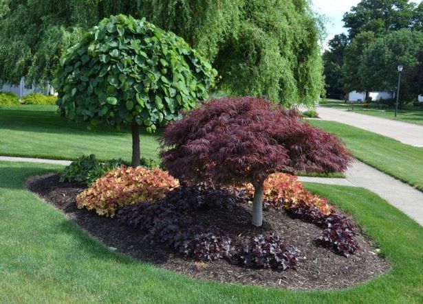 front-yard-landscaping-tree-ideas-31_5 Преден двор озеленяване дърво идеи