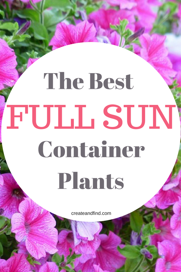 full-sun-plants-for-pots-65 Пълно слънце растения за саксии
