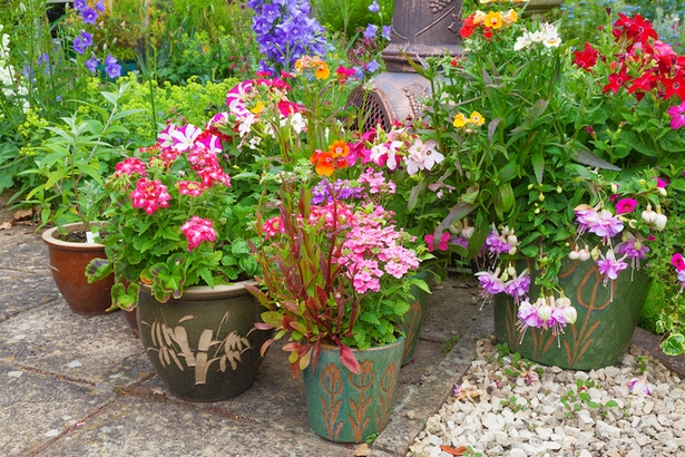 garden-plants-for-containers-24 Градински растения за контейнери