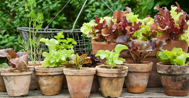 garden-plants-for-containers-24_17 Градински растения за контейнери