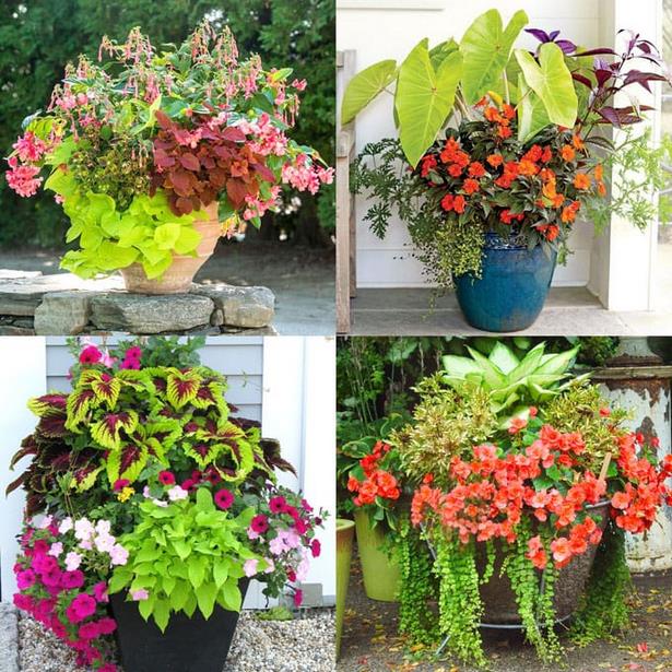 garden-plants-for-containers-24_4 Градински растения за контейнери