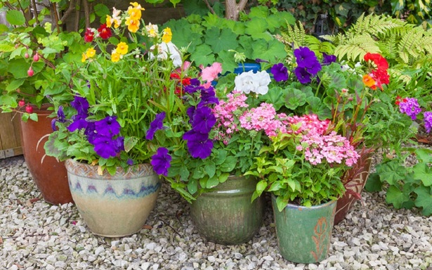 garden-plants-for-containers-24_7 Градински растения за контейнери