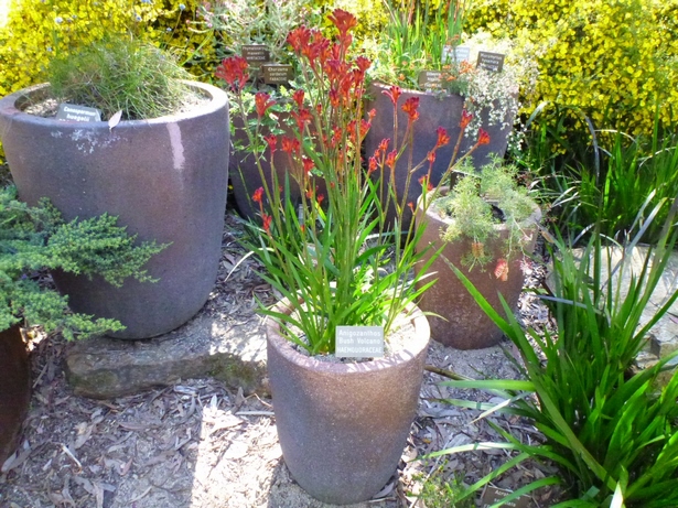 garden-plants-for-containers-24_8 Градински растения за контейнери