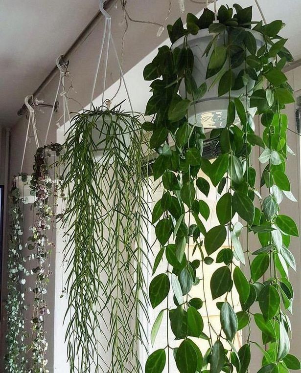 hanging-plants-14_16 Висящи растения