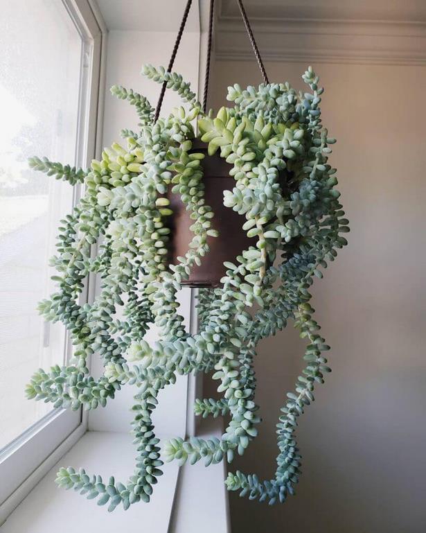 hanging-plants-14_8 Висящи растения
