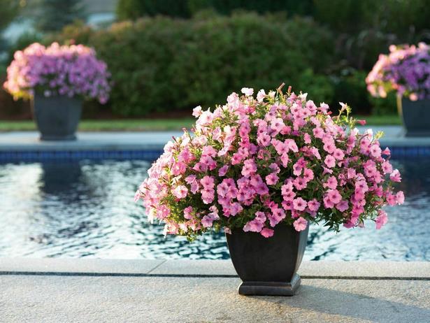 ideas-for-annual-flower-pots-46 Идеи за годишни саксии за цветя
