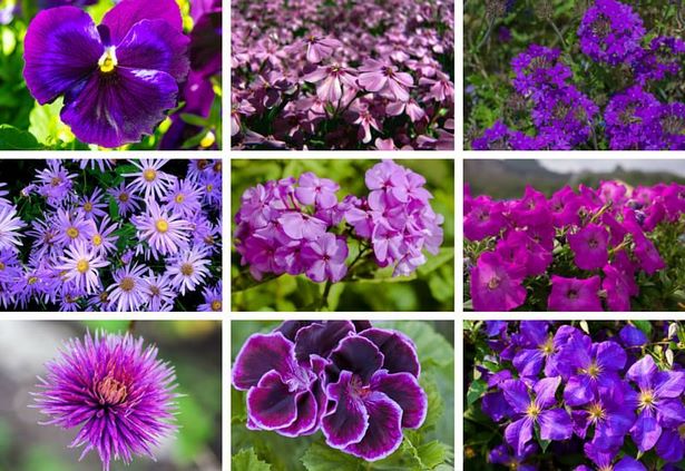 ideas-for-annual-flower-pots-46_6 Идеи за годишни саксии за цветя