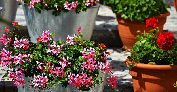 ideas-for-annual-flowers-in-planters-18_11 Идеи за едногодишни цветя в саксии
